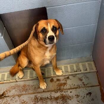Trick -  Labrador Retriever Dog for Adoption in Gadsden, Alabama - Trick | PetCurious