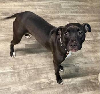 Dolly -  Terrier and American Staffordshire Terrier Dog for Adoption in Ellijay, Georgia - Dolly | PetCurious
