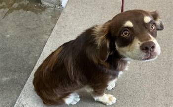RIMBA -  Chihuahua and Pug Dog for Adoption in San Bernardino, California - RIMBA | PetCurious