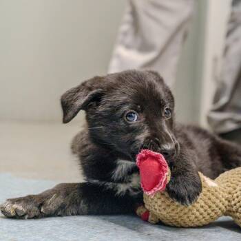 Black Labrador Retriever and Shepherd Dogs Available for Adoption in Pawling, New York - Abbey Road | PetCurious