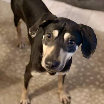Belle -  Doberman Pinscher Dog for Adoption in Pilot Point, Texas - Belle | PetCurious