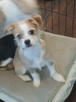 Rescue Shih Tzu and Chihuahua Dogs for Adoption in Inverness, Florida - Bentley | PetCurious