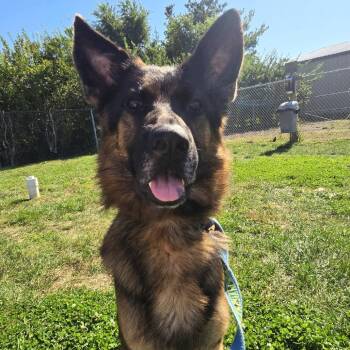 Louis -  German Shepherd Dog Dog for Adoption in Champaign, Illinois - Louis | PetCurious