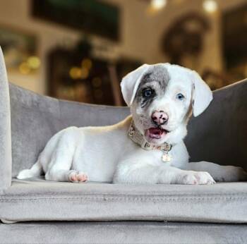 Australian Shepherd Dogs Available for Adoption - Caterpillar | PetCurious