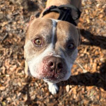 Rescue Mixed Breed Dogs for Adoption in Gainesville, Florida - Hamlet | PetCurious