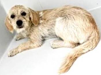 A657401 -  Beagle and Mixed Breed Dog for Adoption in Houston, Texas - A657401 | PetCurious
