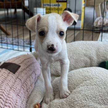 Rachell -  Mixed Breed and Terrier Dog for Adoption in Key Largo, Florida - Rachell | PetCurious