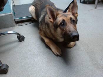 German Shepherd Dog and Mixed Breed Dogs Available for Adoption in Albuquerque, New Mexico - MAX | PetCurious