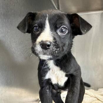 Lemmy Deem -  Labrador Retriever Dog for Adoption in San Antonio, Texas - Lemmy Deem | PetCurious