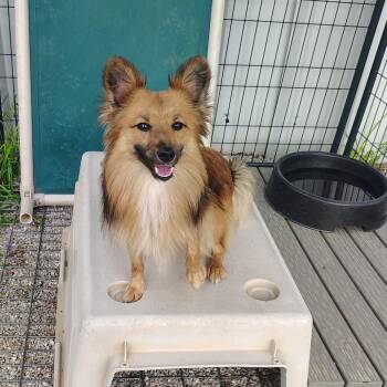 Sheldon -  Mixed Breed Dog for Adoption in Springtown, Texas - Sheldon | PetCurious