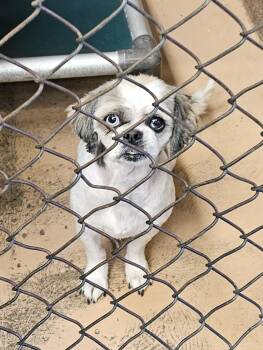 Pigtails -  Shih Tzu Dog for Adoption in Salt Lake City, Utah - Pigtails | PetCurious