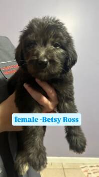Betsy Ross (Light Blue) -  Labrador Retriever and Poodle Dog for Adoption in Russellville, Kentucky - Betsy Ross (Light Blue) | PetCurious