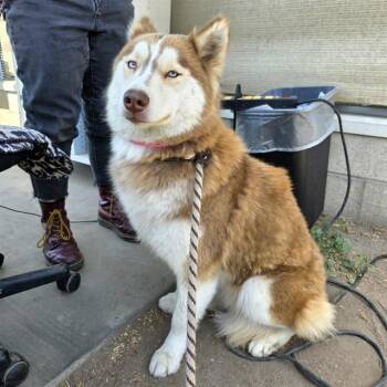 ANASTASIA -  Siberian Husky Dog for Adoption in Long Beach, California - ANASTASIA | PetCurious