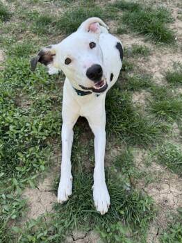 Griffin -  Greyhound Dog for Adoption in New Albany, Ohio - Griffin | PetCurious
