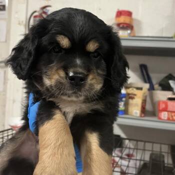 Mountain Dog Dogs Available for Adoption in Edinburg, Texas - Phoebe | PetCurious