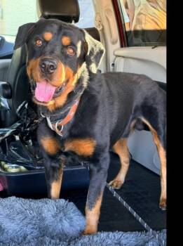 Balboa -  Rottweiler Dog for Adoption in Gilbert, Arizona - Balboa | PetCurious