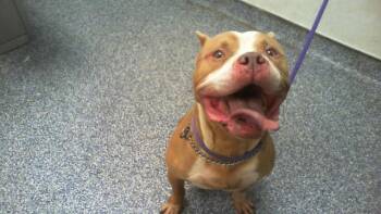 Pit Bull Terrier Dogs Available for Adoption in Charlotte, North Carolina - A1263675 | PetCurious