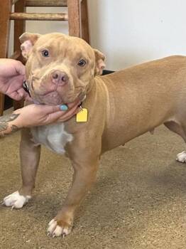 Smiles -  Pit Bull Terrier Dog for Adoption in Cleveland, Ohio - Smiles | PetCurious