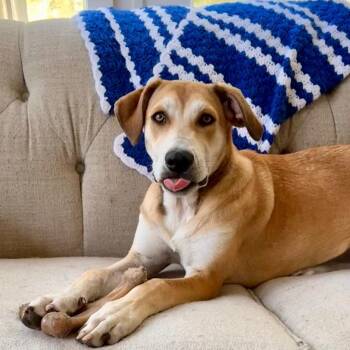 Rescue Mixed Breed Dogs for Adoption in Sandwich, Massachusetts - Fig | PetCurious