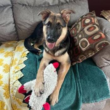 Leroy -  German Shepherd Dog and Mixed Breed Dog for Adoption in Alma, Wisconsin - Leroy | PetCurious
