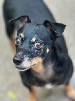 Rescue Chihuahua Dogs for Adoption - Molly | PetCurious