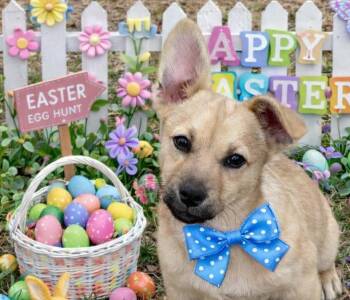 Chihuahua and Dachshund Dogs Available for Adoption - Braelon | PetCurious