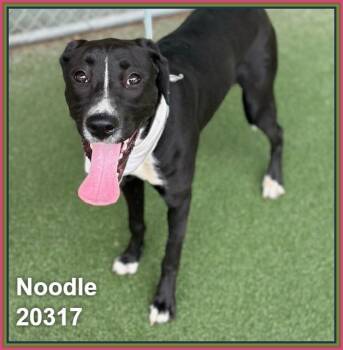 NOODLE -  Labrador Retriever and Greyhound Dog for Adoption in Marietta, Georgia - NOODLE | PetCurious