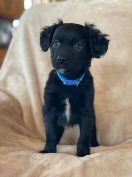 Labrador Retriever Dogs Available for Adoption - Marshall | PetCurious