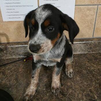 Cattle Dog and Mixed Breed Dogs Available for Adoption in Eureka Springs, Arkansas - Espresso | PetCurious