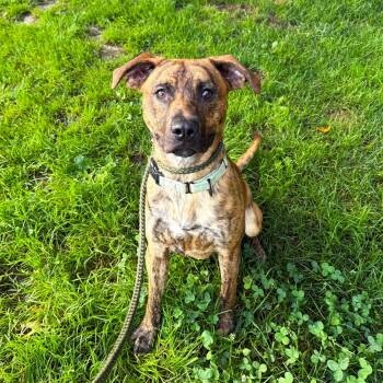 Vance -  Mixed Breed Dog for Adoption in Brookhaven, New York - Vance | PetCurious