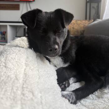 Chihuahua and Mixed Breed Dogs Available for Adoption in Bellingham, Washington - Reese | PetCurious