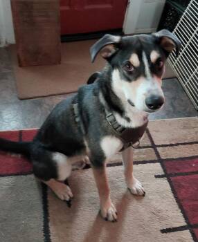 Shepherd Dogs Available for Adoption in Oriskany, New York - Mason | PetCurious