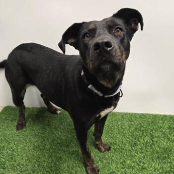 Rescue Mixed Breed Dogs for Adoption in Columbia, Missouri - Alessandra | PetCurious