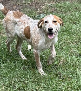 Amelia -  Cattle Dog Dog for Adoption in Mount Pleasant, South Carolina - Amelia | PetCurious
