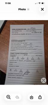 Chico (CoCo) -  Weimaraner and American Staffordshire Terrier Dog for Adoption in Albany, Georgia - Chico (CoCo) | PetCurious
