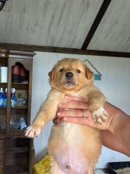 Labrador Retriever Dogs Available for Adoption in Troy, Virginia - Russet | PetCurious
