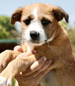 Wirehaired Terrier Dogs Available for Adoption in Frederick, Maryland - Turnip-Available! Www.lhar.dog To Apply! | PetCurious