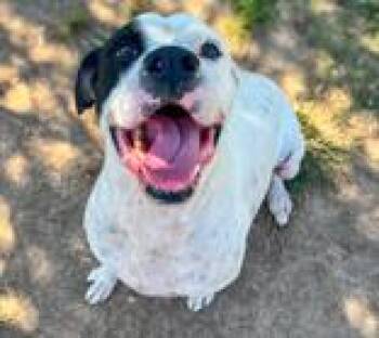 Rescue Boxer Dogs for Adoption in Winfield, Kansas - Kyzer | PetCurious