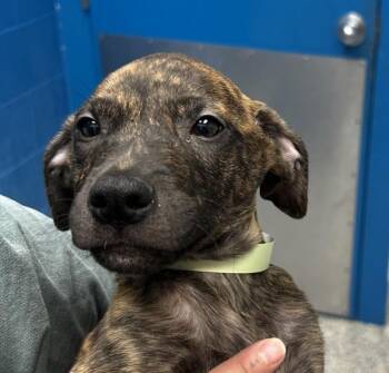Gaia -  Plott Hound Dog for Adoption in Golden, Colorado - Gaia | PetCurious