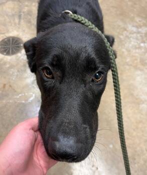 Rescue Labrador Retriever and Mastiff Dogs for Adoption in Lockhart, Texas - Kuzco | PetCurious