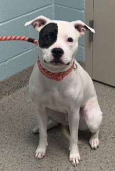 Rescue Pit Bull Terrier and Mixed Breed Dogs for Adoption in Fishers, Indiana - Jelly Bean | PetCurious