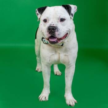 American Bulldog and Mixed Breed Dogs Available for Adoption in St. Louis, Missouri - MARTIN | PetCurious