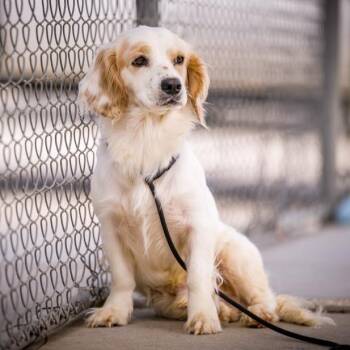 MARSHMALLOW -  Cocker Spaniel Dog for Adoption in Joshua Tree, California - MARSHMALLOW | PetCurious
