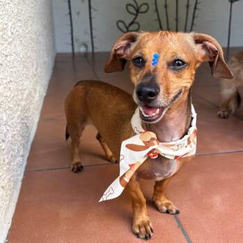 Emmanuelle -  Miniature Dachshund Dog for Adoption in Humacao, Humacao - Emmanuelle | PetCurious