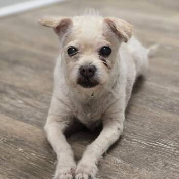 Blondie -  Shih Tzu and Miniature Poodle Dog for Adoption in Lexington, South Carolina - Blondie | PetCurious