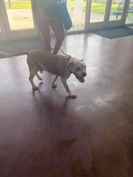 Face -  Pit Bull Terrier and Mixed Breed Dog for Adoption in New Orleans, Louisiana - Face | PetCurious