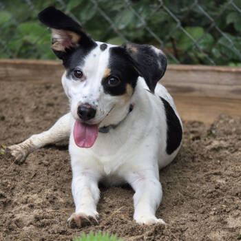 Rescue Jack Russell Terrier Dogs for Adoption in Armonk, New York - Remington - 25141 | PetCurious
