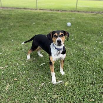 Hound Dogs Available for Adoption in Carencro, Louisiana - BlueBell | PetCurious