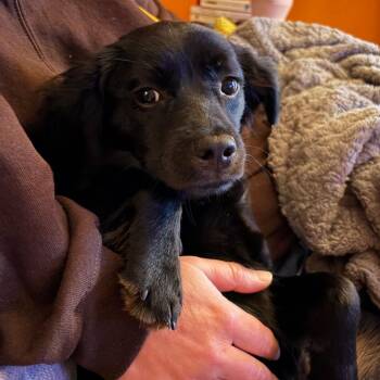 Spaniel and Cocker Spaniel Dogs Available for Adoption in Minnetonka, Minnesota - Rosa D68961 | PetCurious
