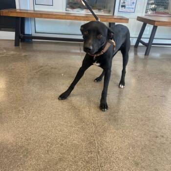 Axel -  Terrier Dog for Adoption in Kingman, Arizona - Axel | PetCurious